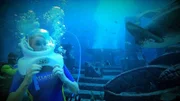 Eine Aquariumsbesichtigung steht an und dann kommt die Frage auf: Wer traut sich einen Tauchgang im Haifischbecken zu und werden alle diesen ‚ÄûSpaziergang unter Wasser‚Äú gut √ºberstehen?