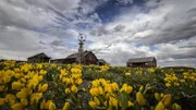 Holzhäuser und Blumen