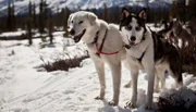 PHOENIX IM ZAUBER DER WILDNIS, TEIL 2, "Magie des Yukon - Der Kluane National Park", am Samstag (28.02.15) um 21:00 Uhr. Schlittenhunde im Kluane Nationalpark Kanada