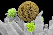 Pollen unter dem Mikroskop
