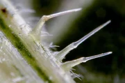 Neueste digitale 3D-Mikroskope ermöglichen es, Pflanzen unter völlig neuen Gesichtspunkten zu erforschen.