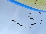 Waldrappe fliegen nahe am Gleitschirm.