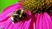 In einem Tierfilm ist eine Hummel aus nächster Nähe. Dabei kann man sogar ihre Augen und ihre vier Flügel erkennen.