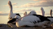 In manchen Jahren fliegen in Australien zigtausende Pelikane zu einem gigantischen Salzsee, um dort zu br&uuml;ten.