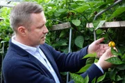 Alexander Herrmann betrachtet Chilisorten in der Gärtnerei Förth in Neusorg im Landkreis Tirschenreuth in der Oberpfalz.