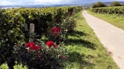 Weinanbaugebiet am Rhein.