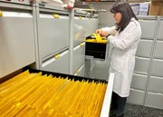 Gesundheitsdaten von über 21.000 Probanden werden an der Universität Pamplona (Spanien) gesammelt. Ergebnis der Forschung: Wer oft hochverarbeitete Conveniencegerichte isst, hat ein höheres Risiko zu erkranken und früher zu sterben.