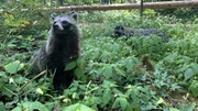 Ist der Marderhund ein Hund? 2