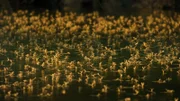 Jedes Jahr geschieht an der ungarischen Theiß ein einzigartiges Naturwunder: Das Schwärmen der Eintagsfliegen.