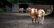 Die zweiteilige Doku-Reihe erklärt das System Landwirtschaft.