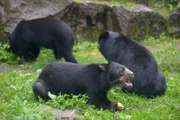 ARD/rbb PANDA, GORILLA & CO. (FOLGE 310), "Geschichten aus dem Zoo Berlin und dem Tierpark Berlin", am Dienstag (10.02.15) um 16:10 Uhr im ERSTEN. Im Tierpark Berlin bekommen die Brillenbären ihr Futter.