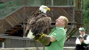Harry Prünster bei der Greifvogelshow.