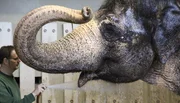 Elefantendusche für Pama mit Tierpfleger Volker Scholl.