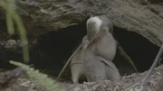 Gelbaugenpinguine ziehen ihre Jungtiere in Bruthöhlen im südlichen Neuseeland auf.