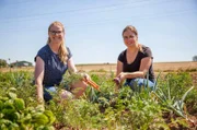 Stefanie Renz und ihre Küchenfee mit Karotten auf dem Feld