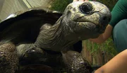 Schildkröte Schildi lässt sich verwöhnen.