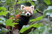 Die Katzenbärin Tabea in den Büschen des Tierpark Berlin.