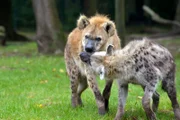 Die beiden Tüpfelhyänen Malindi und Toki im Tierpark Berlin.
