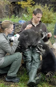 In Vertretung von Dr. Mertens und mit Hilfe von Tierpfleger Conny (Thorsten Wolf) übernimmt Anett (Anna Berteau) die Staupeimpfung der Waschbären.