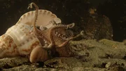 Für die Männchen des Pazifischen Krake ist der Liebesakt ein gefährliches Unterfangen.