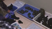 Dem Schmuggler drohen für Tierquälerei und für den Handel mit geschützten Arten jeweils bis zu drei Jahre Haft.