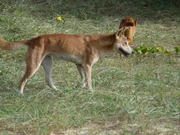 Dingos sind die größten Feinde der Possums.