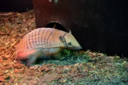 Weißborstengürteltier Ola im Zoo Berlin.