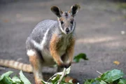 Das Ringelschwanz-Felsenkänguru Jule im Tierpark Berlin.