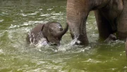 ARD/NDR LEOPARD, SEEBÄR & CO., FOLGE 138, am Montag (29.04.13) um 16:10 Uhr im ERSTEN. Badespaß für Babyelefant Assam.