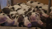 Buntgescheckte Schweine im Stall