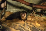 Das Fingertier-Weibchen Zanvie im Zoo Berlin.