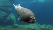 ARD/NDR LEOPARD, SEEBÄR & CO., FOLGE 136, am Donnerstag (25.04.13) um 16:10 Uhr im ERSTEN. Nach dem Training hat sich Walross Nesseyka das Schwimmen auch verdient.