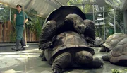 ARD/NDR LEOPARD, SEEBÄR & CO., FOLGE 140, am Donnerstag (02.05.13) um 16:10 Uhr im ERSTEN. Schildkroetenliebe.