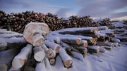 Snow covered logs at sunset as seen on episode six of American Loggers.