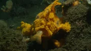 In den Gewässern Indonesiens ist der Gelbe Anglerfisch ein gefährlicher Räuber.