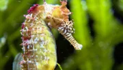 ARD/NDR LEOPARD, SEEBÄR & CO., FOLGE 139, am Dienstag (30.04.13) um 16:10 Uhr im ERSTEN. Seepferdchen.