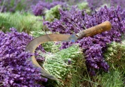 NDR Fernsehen DER DUFT DER PROVENCE, "Trüffelhunde und Lavendel", am Mittwoch (29.06.11) um 11:30 Uhr. Nur auf wenigen Feldern in der Provence wird der Lavendel noch von Hand geschnittem. Die Sträiße werden auf dem Markt verkauft oder exportiert.