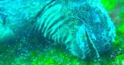 Meerechsen auf den Galapagosinseln ernähren sich von Algen am Meeresboden.