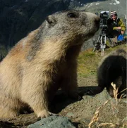 Der Tierfilmer Jan Haft und seine Mitstreiter lassen sich in dem Film "Das erste Licht am Königssee" über die Schulter blicken und zeigen, wie Zeitraffer bei Inversionswetterlage in den Berchtesgadener Alpen entstehen. Wer hätte gedacht, dass Nebel und Wolken sich dynamisch bewegen und diese Bewegungen dem Wellengang eines Meeres gleichen. Zeitlupenkameras der neuesten Generation erzeugen bis zu 2000 Bilder pro Sekunde und wir sehen, wie eine Wasseramsel unter Wasser Beute fängt, wie ein seltener Apollofalter von Blüte zu Blüte schwebt oder was genau zwei Murmeltiere (im Bild) während sie miteinander kämpfen machen.