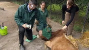 ARD/NDR LEOPARD, SEEBÄR & CO., FOLGE 138, am Montag (29.04.13) um 16:10 Uhr im ERSTEN. Tierarzt Dr Michael Flueggerbei der Zebupediküre.