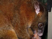 Possums lieben Früchte.