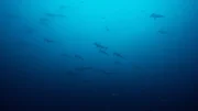 Um Malpelo Island in Kolumbien sammeln sich oft große Schwärme von Hammerhaien.
