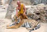 MDR Fernsehen DER TIGER UND DER MÖNCH, am Mittwoch (31.10.12) um 11:25 Uhr. Der Abt des Klosters am River Kwai mit seinem Lieblingstiger Phaju.