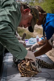 Dr. Michael Tewes bringt ein GPS-Halsband an einem Ozelot an, der für Forschungszwecke gefangen und sediert wurde. Das Halsband wird den Biologen Bewegungs- und Aktivitätsdaten der Katze liefern.