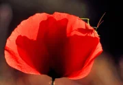 Leuchtende Farben und wundervolles Licht haben die Provence berühmt gemacht.