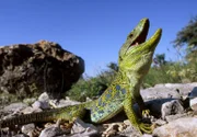 Eine Perleidechse im Hochzeitskleid. Das seltene Reptil gibt es nur noch an wenigen Plätzen in der Provence.