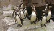 ARD/NDR LEOPARD, SEEBÄR & CO., FOLGE 137, am Freitag (26.04.13) um 16:10 Uhr im ERSTEN. Die Humbodtpinguinesind vor der Eismeereröffnung ganz aufgeregt.