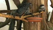 ARD/NDR LEOPARD, SEEBÄR & CO., FOLGE 137, am Freitag (26.04.13) um 16:10 Uhr im ERSTEN. Saki und Tamarin im Gemeinschaftshaus.