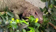 ARD/NDR LEOPARD, SEEBÄR & CO., FOLGE 136, am Donnerstag (25.04.13) um 16:10 Uhr im ERSTEN. Echse Teju versucht sich zu verstecken.