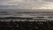 Zur Eiablage kommen hunderte Schildkröten gleichzeitig an einen Strand bei Ostional in Costa Rica.